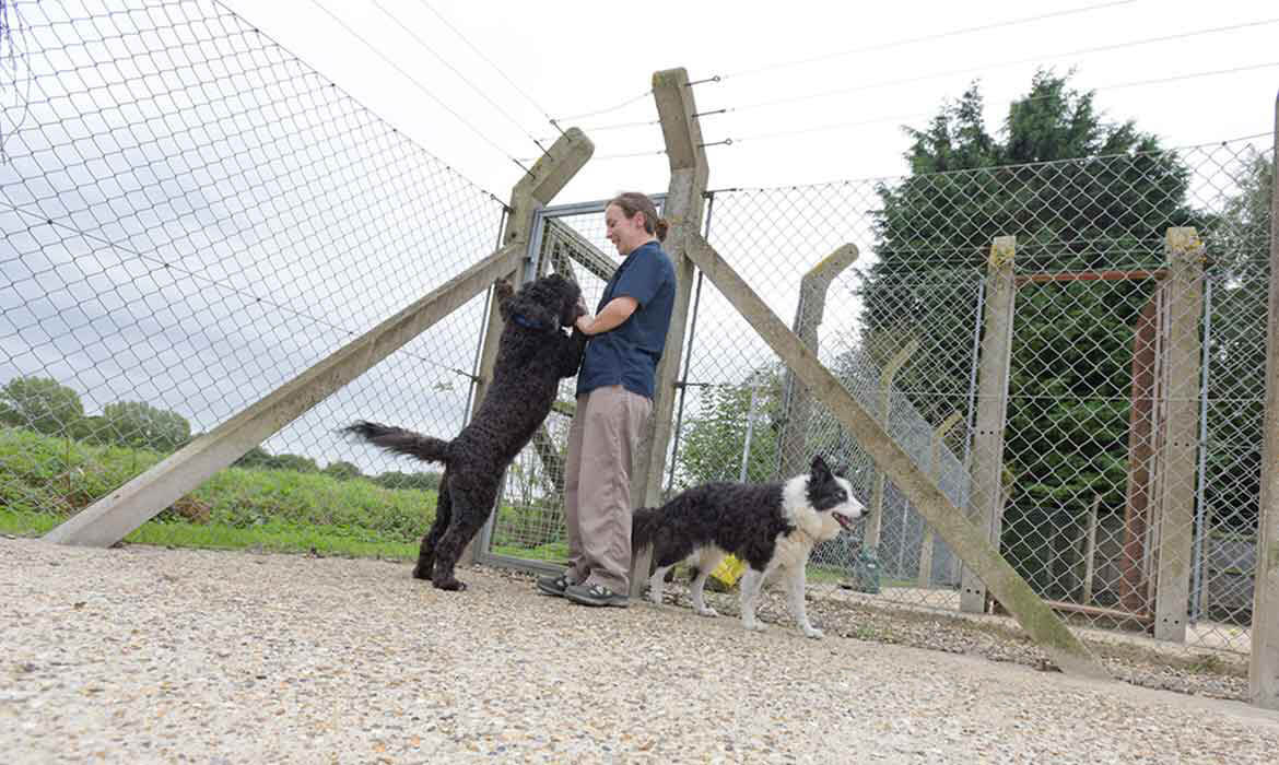 Dog Boarding Kennels Quiet Acres Braiseworth, Eye, Suffolk