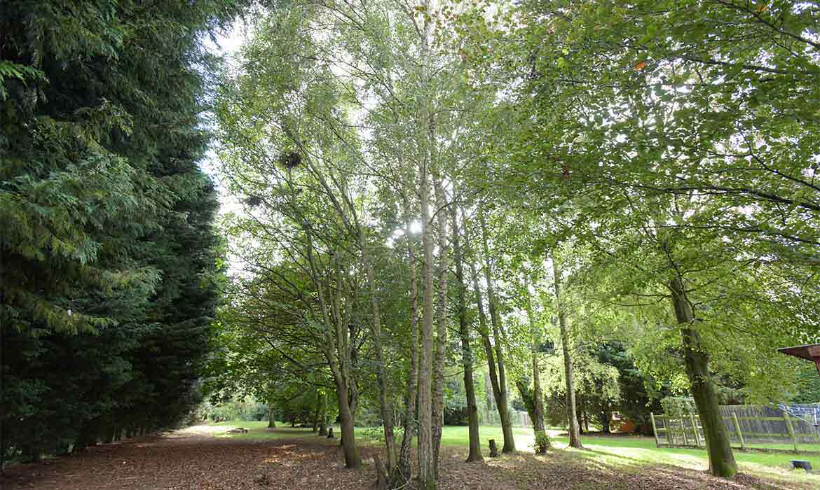 boarding kennels for dogs